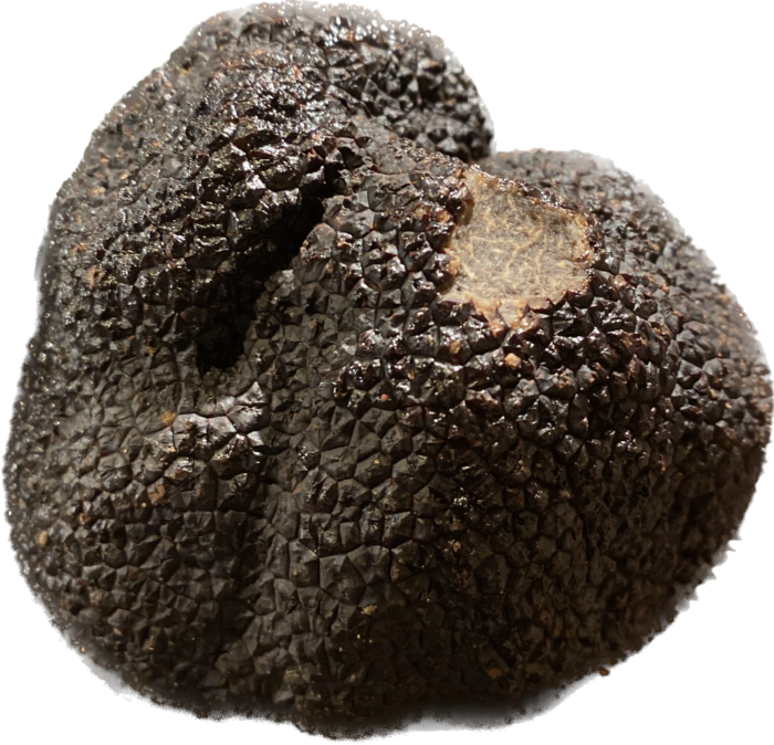 Champignon Truffe (melanosporum) 30g