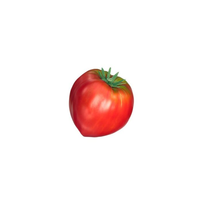 Tomate Cœur de bœuf