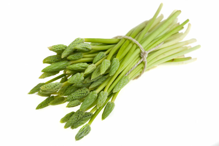 Asperge sauvage